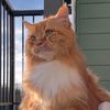Sir Fur