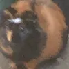 tom_1265
