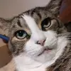 jambicat