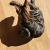 wildcrazy_bengal_nala