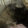 2_pretty_pnw_persians