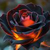 rous27_79