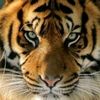animalsyvida1
