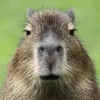 capybaraisc
