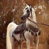 ✨الجوهره✨