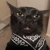 shiestylebron