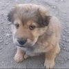 the_dog744