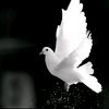 sustum_1