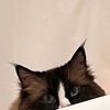 mewmewwwwwwwwww