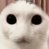 mirrodox