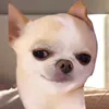 washingshiwashiwa