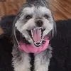gabibaumi