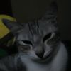 gizmothewildcat