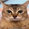 meowtoptop2k8.com