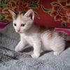 tnznaa19