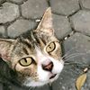 adit_fahri155