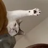 tama.neco.nyaaaaan
