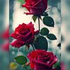robin._.ahmad