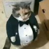 elgatofino8