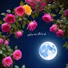 amoza_gullzadam22