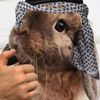 rabbit7039