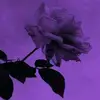 purple__60