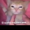 rexla_random132