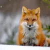 alexbloodnico