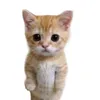 el._.gato9