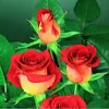danemthayhung5