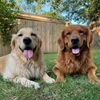 dollyandbronco
