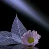 lizi_fg