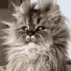 givemeteaorgivemedeath