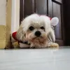 critbwhahaha