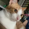 kaylikot_