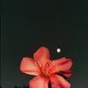 strwblues_