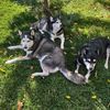 oregonwolfpack