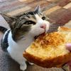 wheaty5_