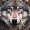 arichielux