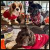 tilly_maggie_mikey_pupma