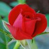 user8s2ni2rwpb