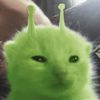 0.bowcat.0