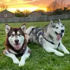malamutesandbuddies