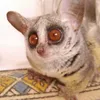 suisuisui13