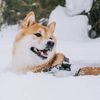 chillyshiba