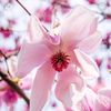 southern_magnolia_