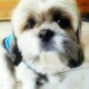 banchis129407