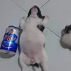 zipzipizipi
