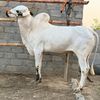 dera_haseeb_da