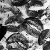 fly_013555